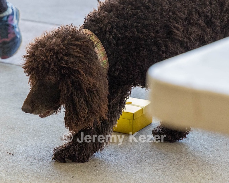 Paddy