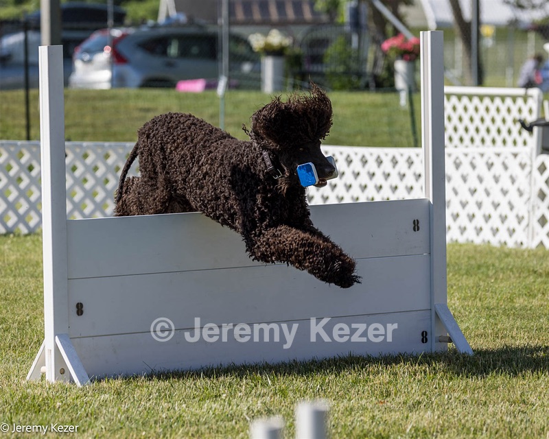 16 - GCH CH Chantico's Shelter From The Storm CD RA MX AXJ MXP2 MJP2 MJPB XF DS (Reef)