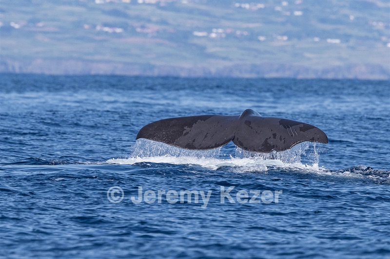 Sperm Whale