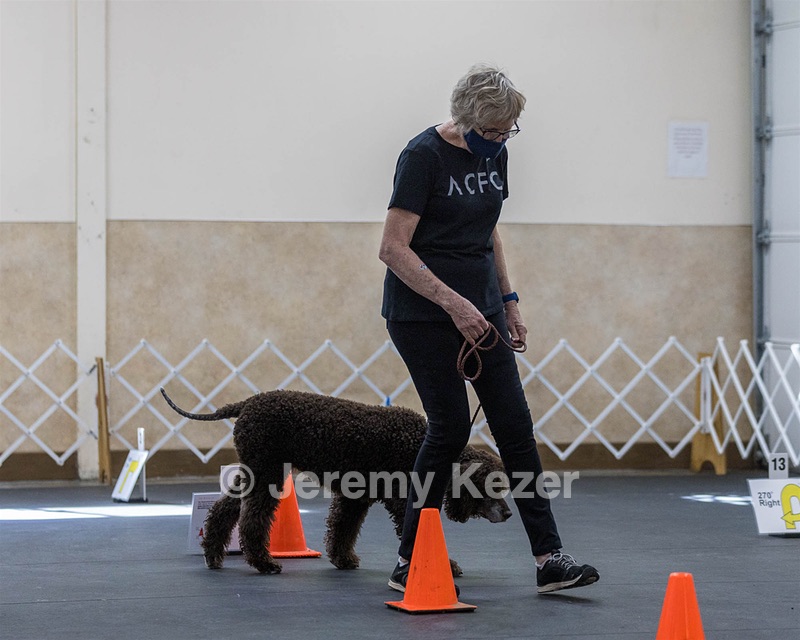 2101 - GCH CH MACH ARROYO'S BEGIN THE BEGUINE MXS MJS MXP MJP MXF T2B2 (Porter)