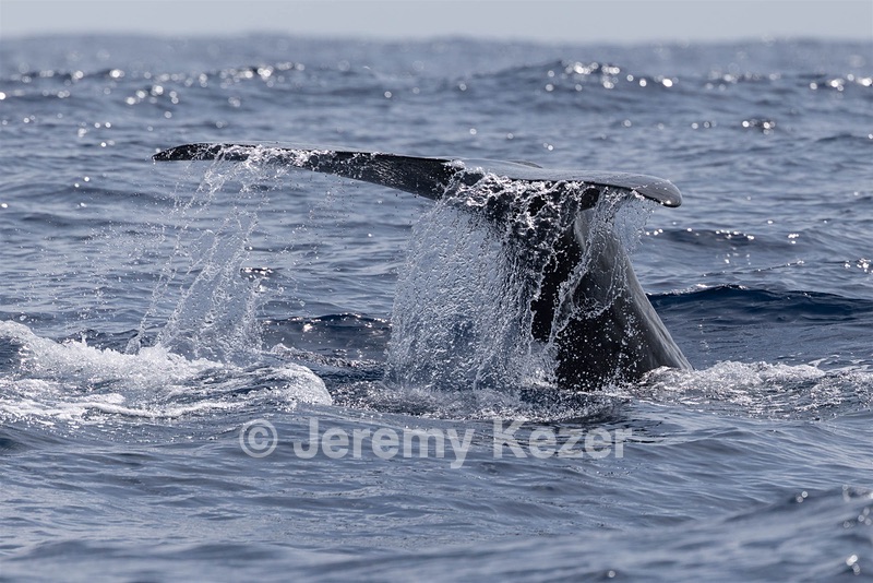 Sperm Whale