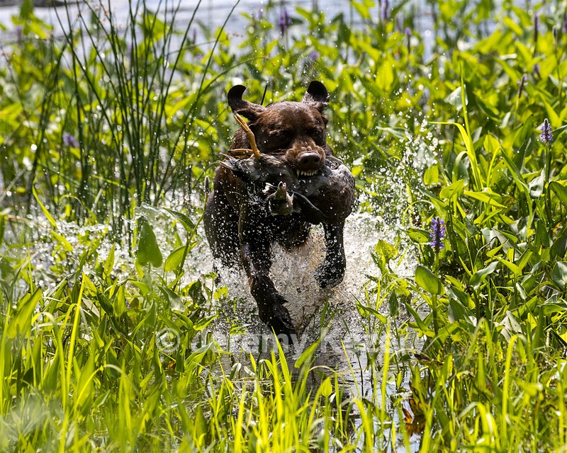 Moose Molle
