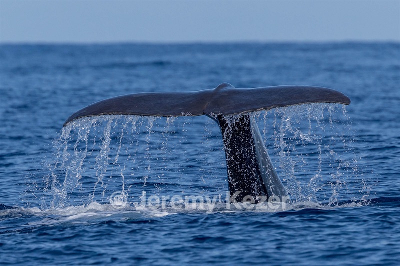 Sperm Whale