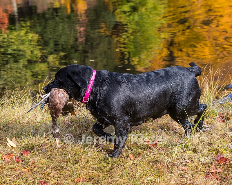 Shoreline's Dancing Girl (Sadie)