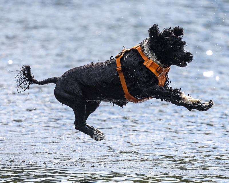 Liza Brogan