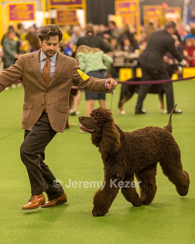 08 - GCH CH Quiet Storm My Boy's Wicked Smart CGCA TKA (Bayes)