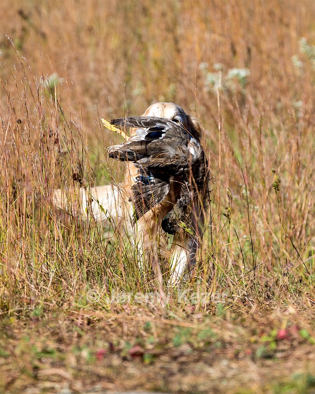 Ghillie Deresienska