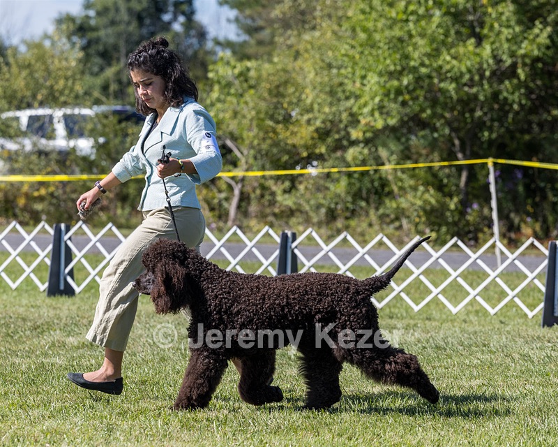09 - GCH CH POOLE'S IDE DARK KNIGHT RN CGC TKN ATT (Oscar)