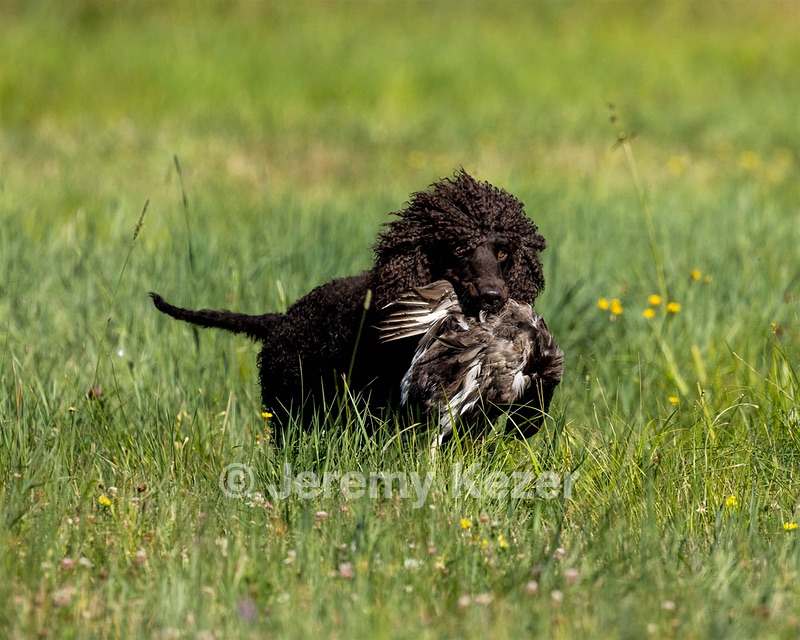 Ghillie Kezer