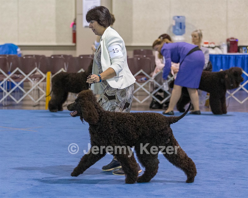 15 - GCH Am/Can CH Chantico's Shelter From the Storm Am/Can CD RN MX AJX OF DS (Reef)