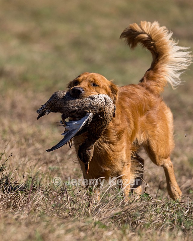 Rufus Barket
