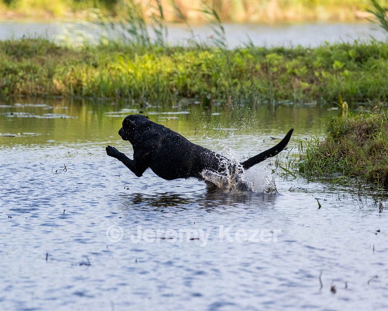 Dewalt Crandall