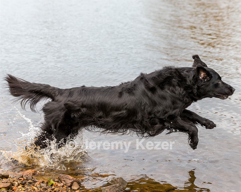 Ripple