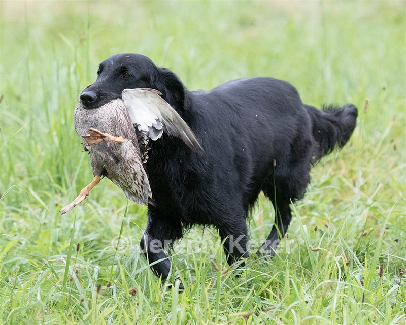 Rosie Impey