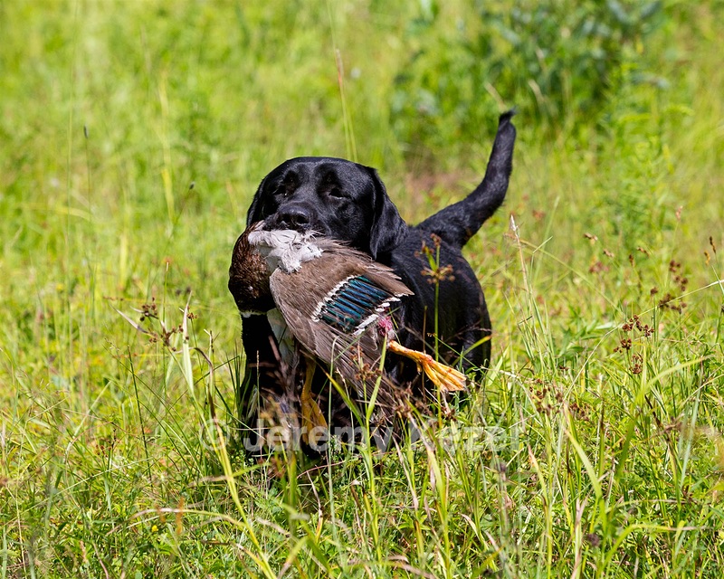 Morrison