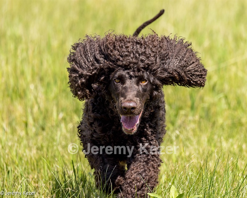 Dahlia