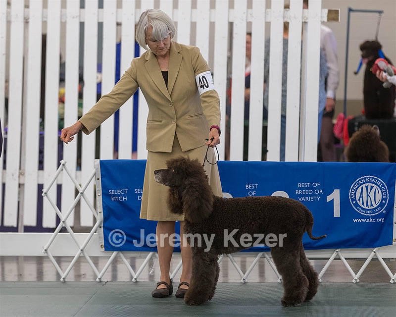 40 - GCH POOLE'S IDE BONNIE BROOK CD RE CGC (Bonnie)