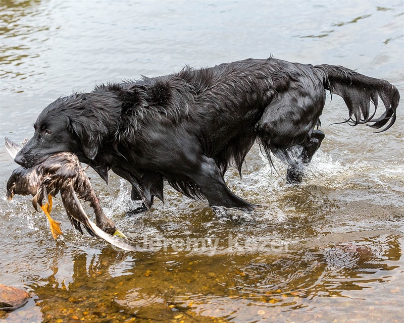Ripple