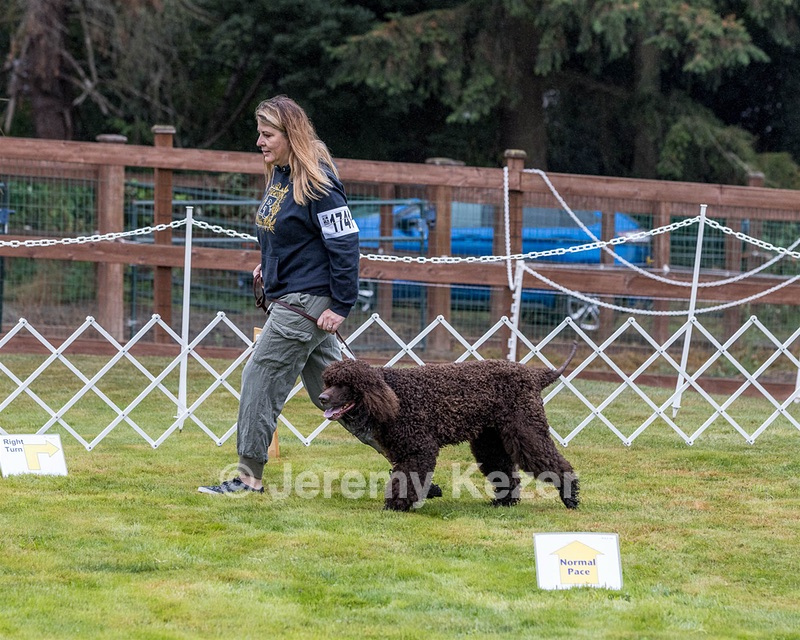 1741 - GCH CH BREKKON'S FIRST MARK CGC