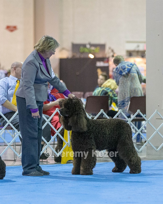 23 - GCH CH Waterboys Wet And Wild Willow (Ryder)