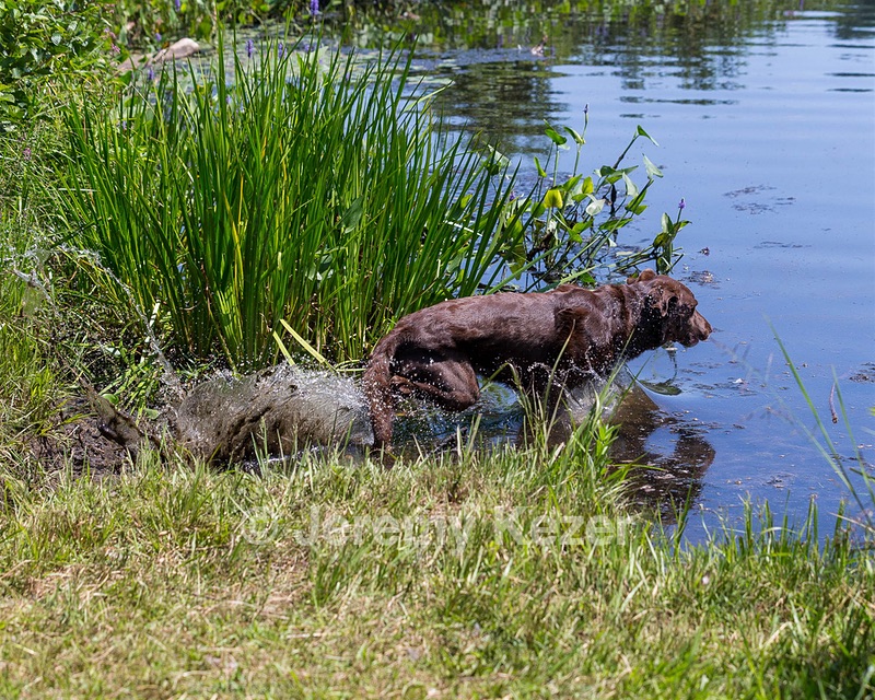 20190804-SHW-0003.jpg