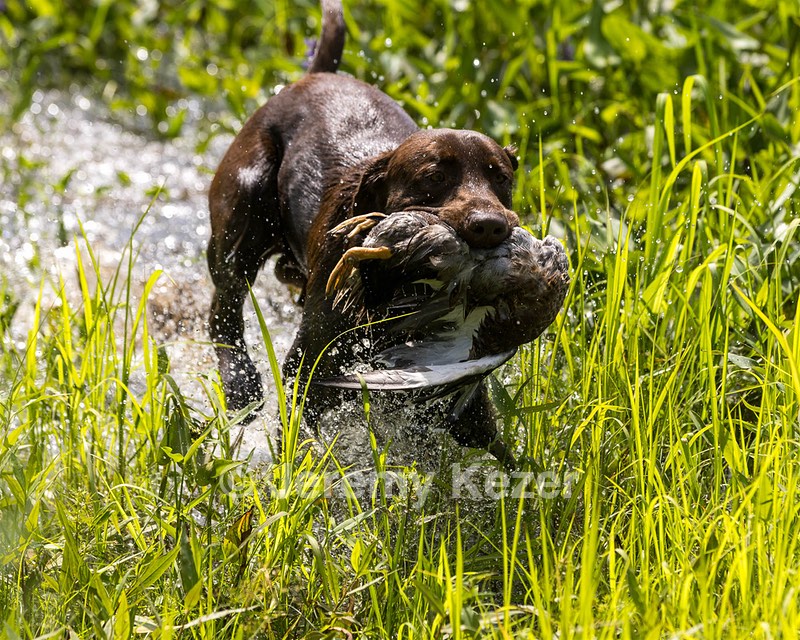 Moose Molle