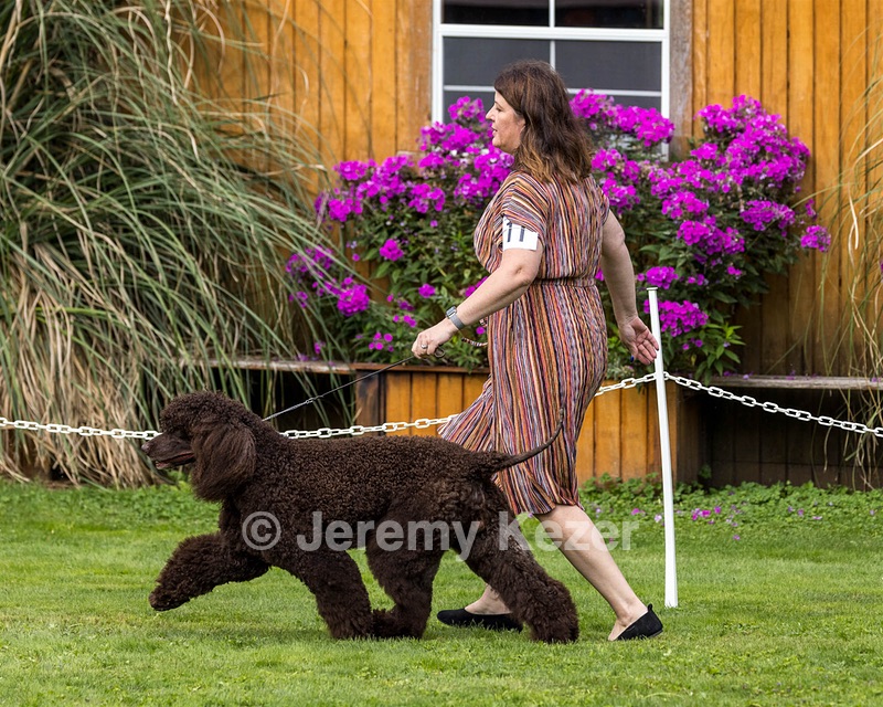11 - GCH CH BREKKON'S FIRST MARK BN RN CGC TKN (Hunny)