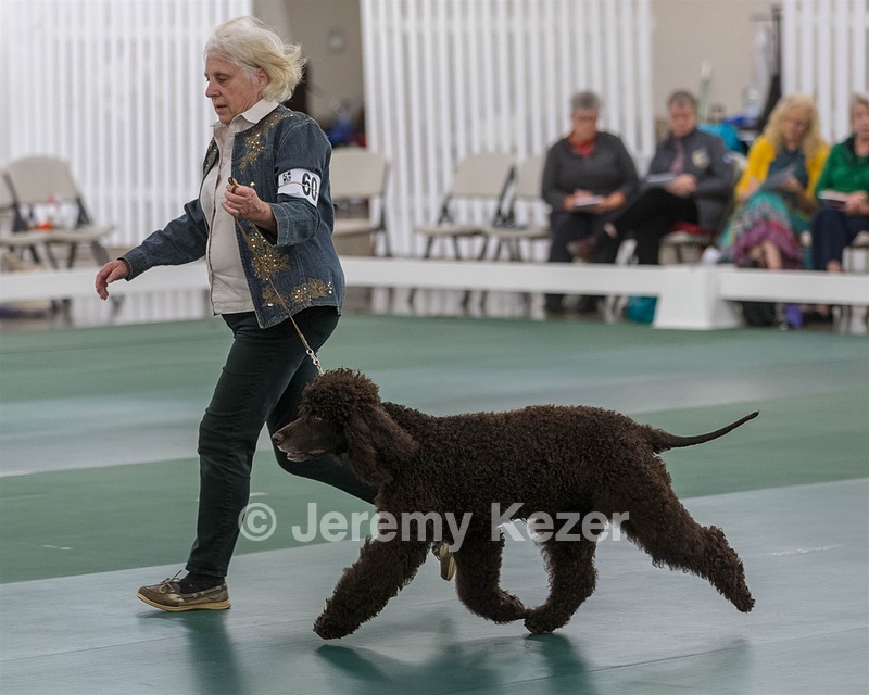 60 - CH CAT'S SISTER SARAH BROWN CA CGCA
