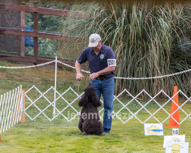 2501 - GCH CH BLACKTHORN'S KEEVA CROMPTON RM AX AXJ XF TKN (Keeva)