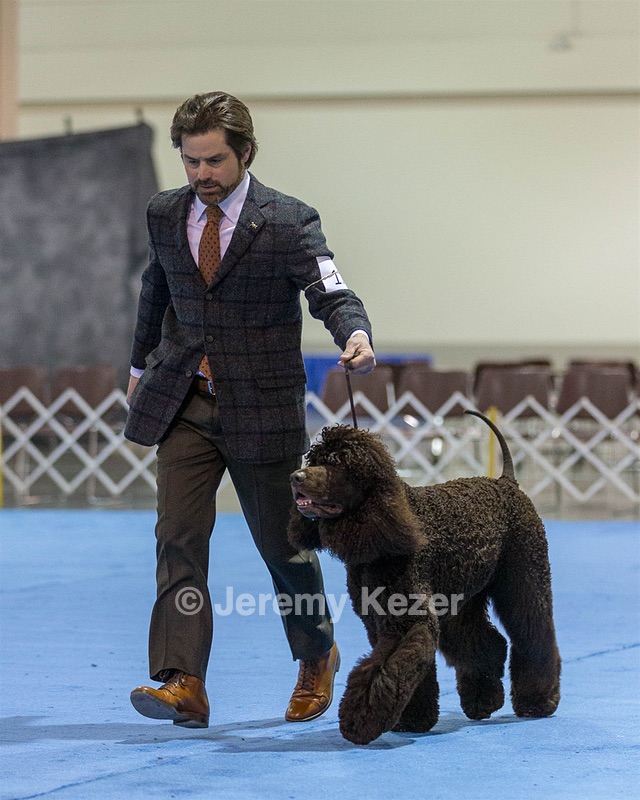 17 - GCH CH Quiet Storm My Boy's Wicked Smart  CGCA TKA (Bayes)