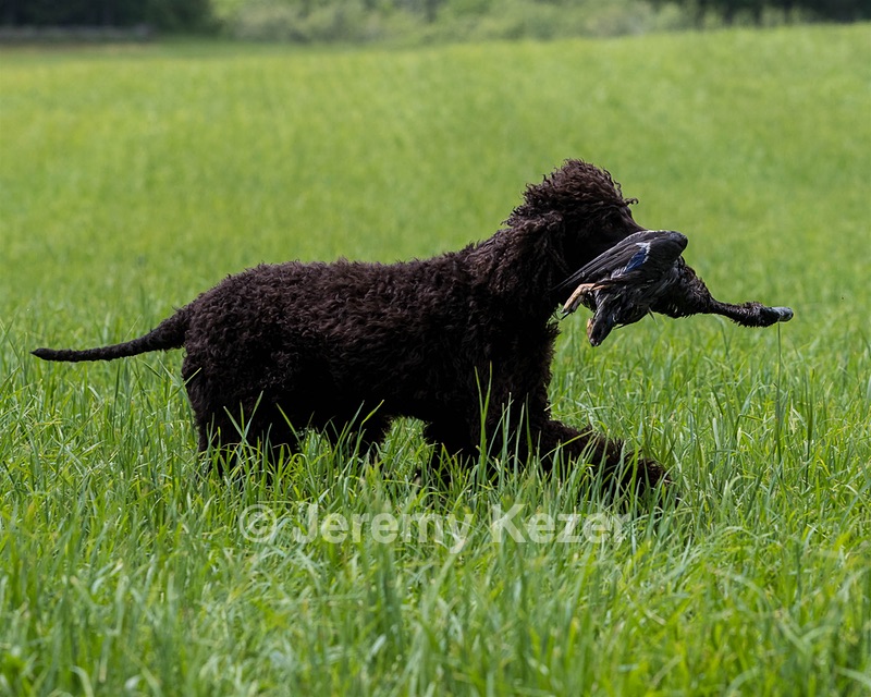 Ghillie Kezer