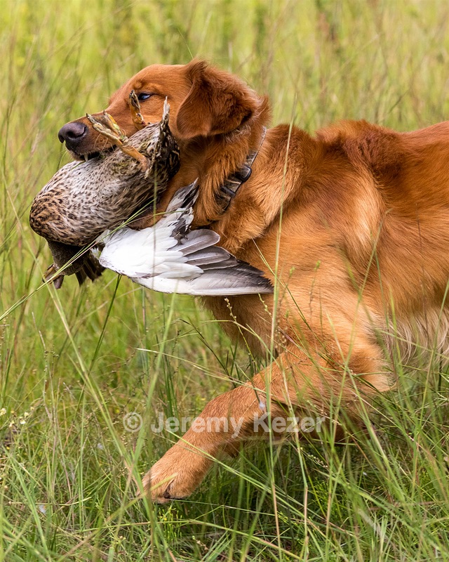 Camo Smollin