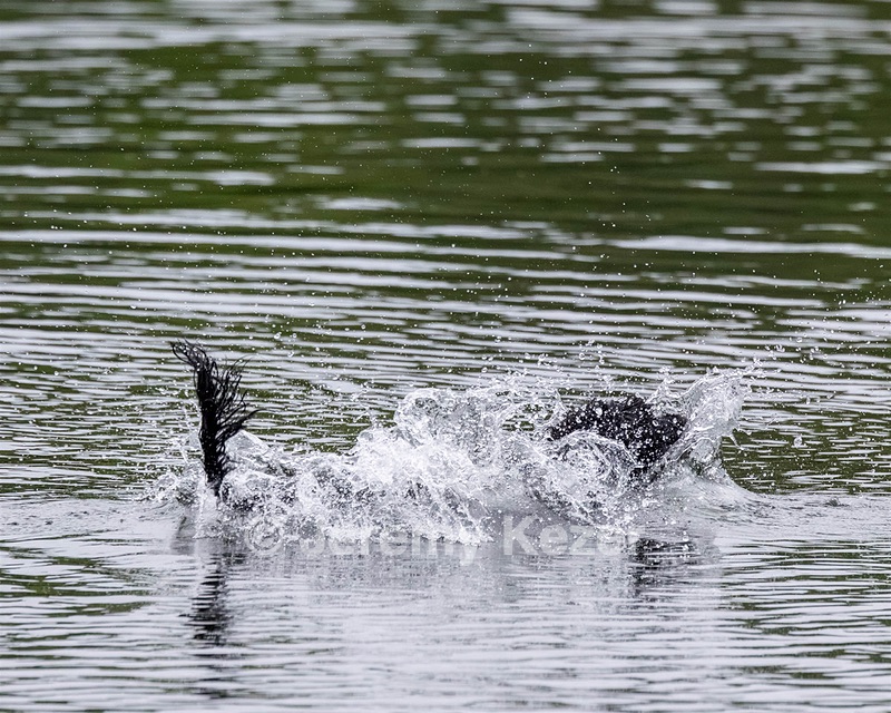 Boaty Bellicose