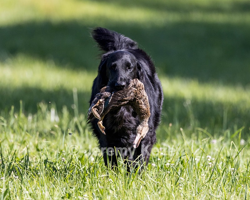 Parker Ogeka