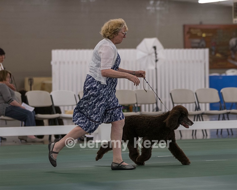 36 - GCH ARROYO'S BEGIN THE BEGUINE AX OAJ NF (Porter)