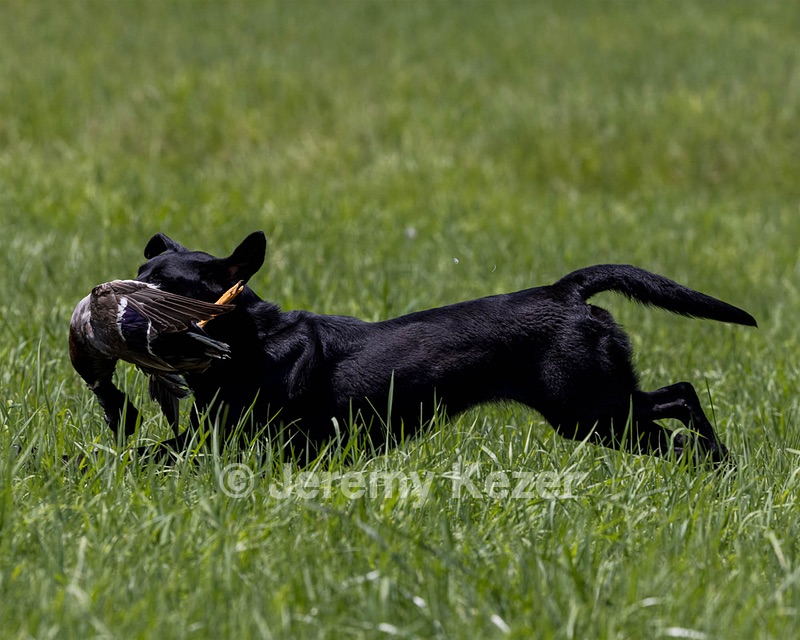 Pilot Ogeka