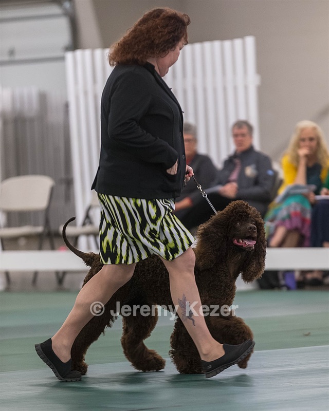 54 - GCH BREKKON BEGINS WITH BEAUFIELD