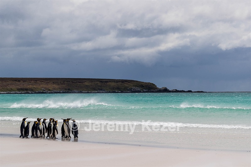 King Penguins, Volunteer Point, The Falklands
