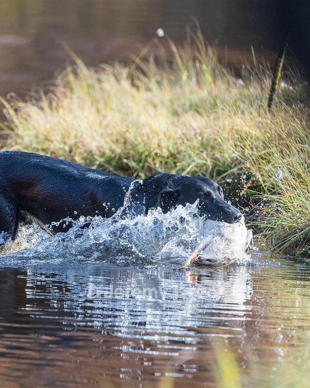 River Woodfall