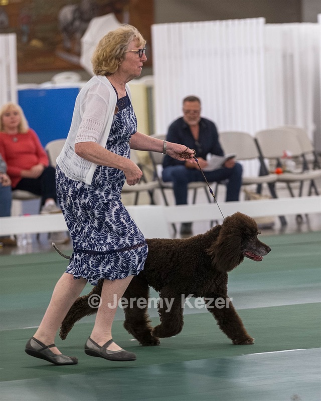 36 - GCH ARROYO'S BEGIN THE BEGUINE AX OAJ NF (Porter)