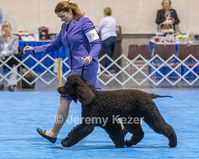 21 - GCHB CH Flintcrest Full Monty (Jonny)