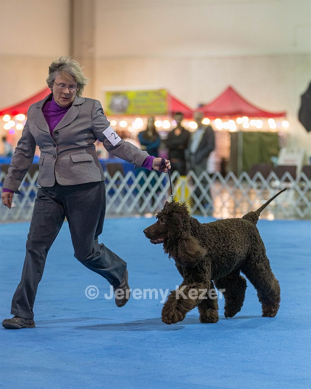 23 - GCH CH Waterboys Wet And Wild Willow (Ryder)