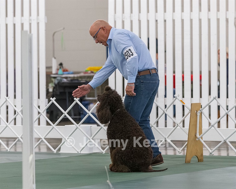 2503 - GCH CH BLACKTHORN'S KEEVA CROMPTON AX AXJ XF RN CGC (Keeva)