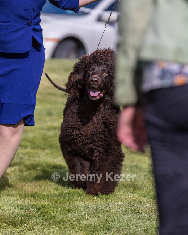 17 - GCH CH FLINTCREST FIVE STAR GENERAL (Grant)