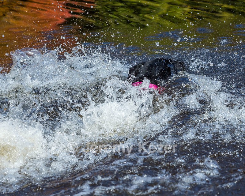 Shoreline's Dancing Girl (Sadie)
