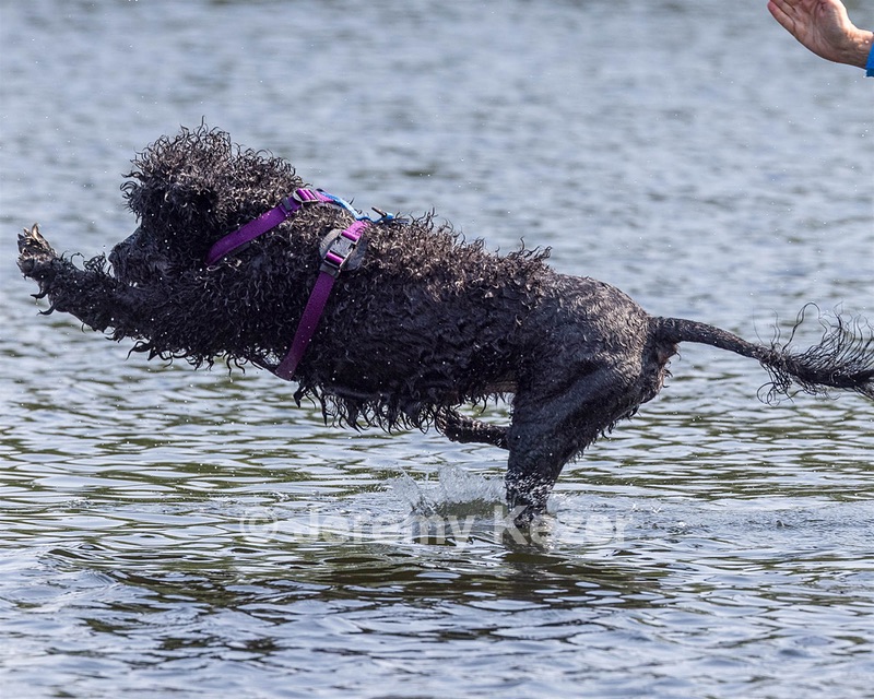 Perry Schaub