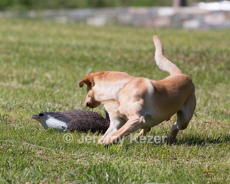 20130601-SHRL-0345.jpg
