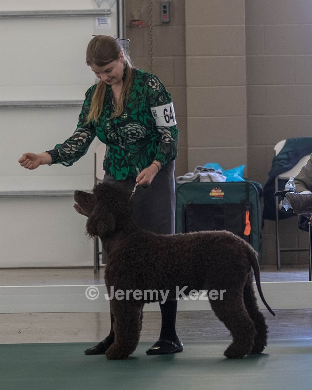 64 - GCH CH CAT N PATS LUCK BE A LADY RN CAX CGC