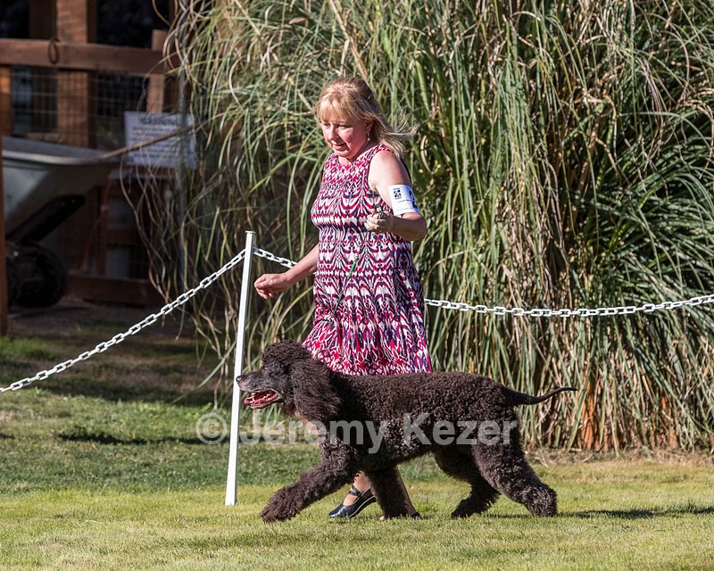 24 - GCH CH BLACKTHORN'S KEEVA CROMPTON RM AX AXJ XF TKN (Keeva)