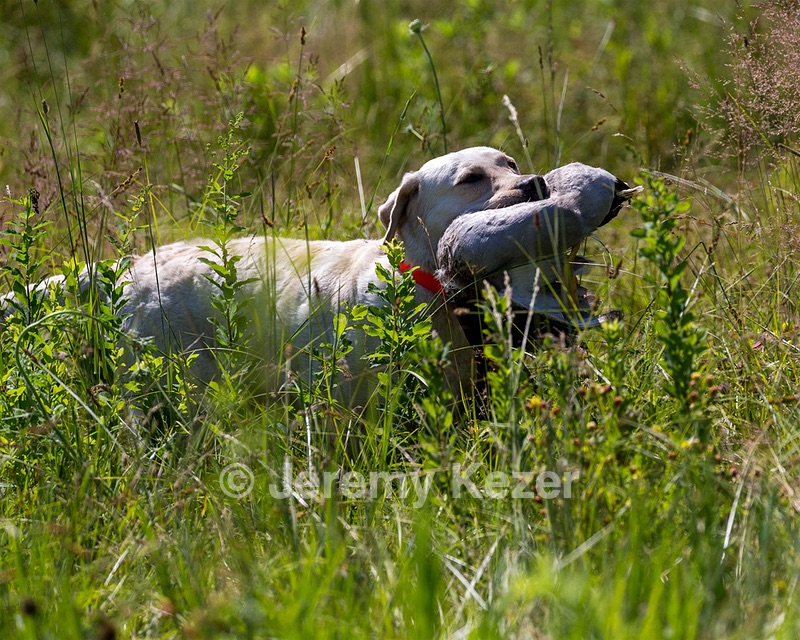 Nore